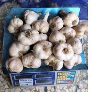 雲林北港蒜頭,大果,9成幹，農家自產自銷, 夠成熟採收夠嗆夠辣，一台斤(600克)