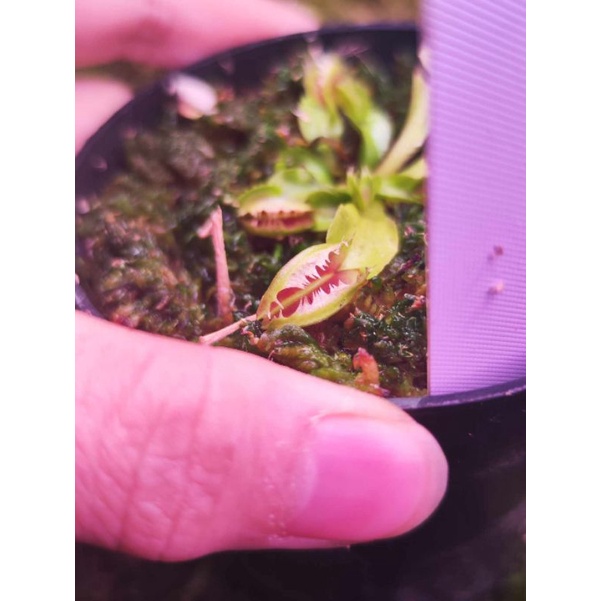 模糊牙捕蠅草/Dionaea muscipula Fuzzy Tooth/食蟲植物 | 蝦皮購物