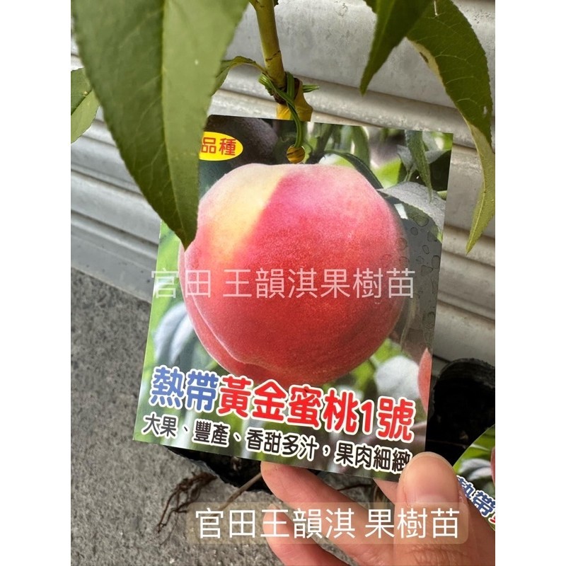 [種植趣]熱帶水蜜桃🍑 嫁接苗 紅玉 特大水蜜桃 蟠桃 甜桃 豐香 黃金蜜桃 牡丹 翠蜜 紅鈴 黃貴妃 台農7 果樹 苗 | 蝦皮購物