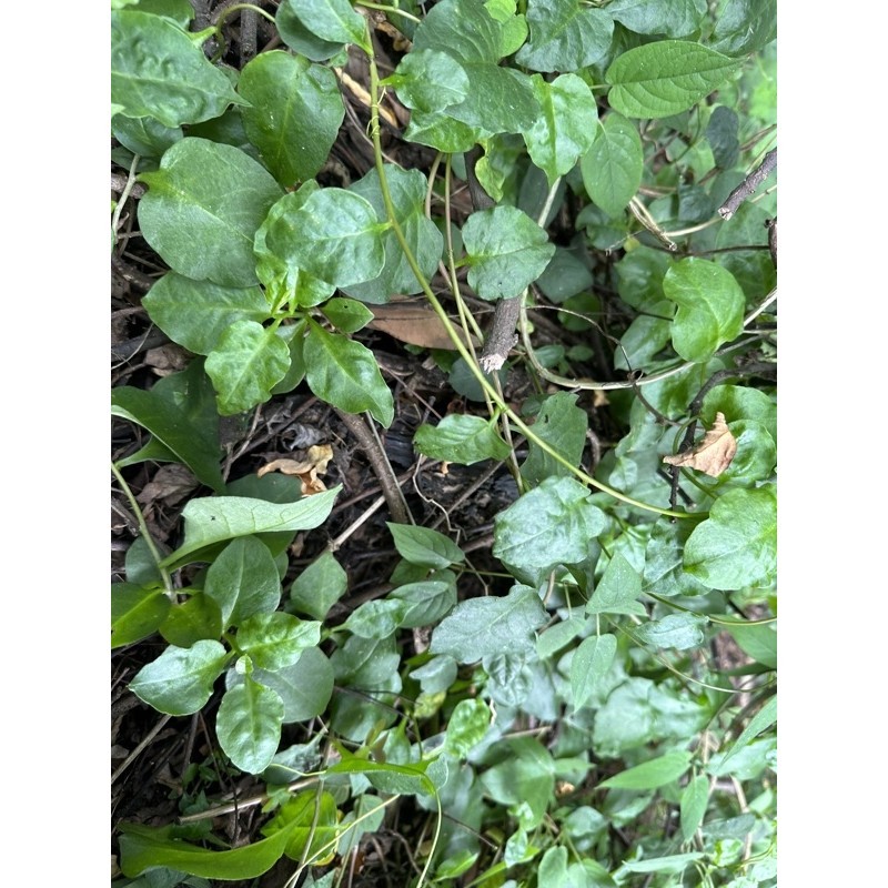 川七 裸根苗 $120/10棵 | 蝦皮購物