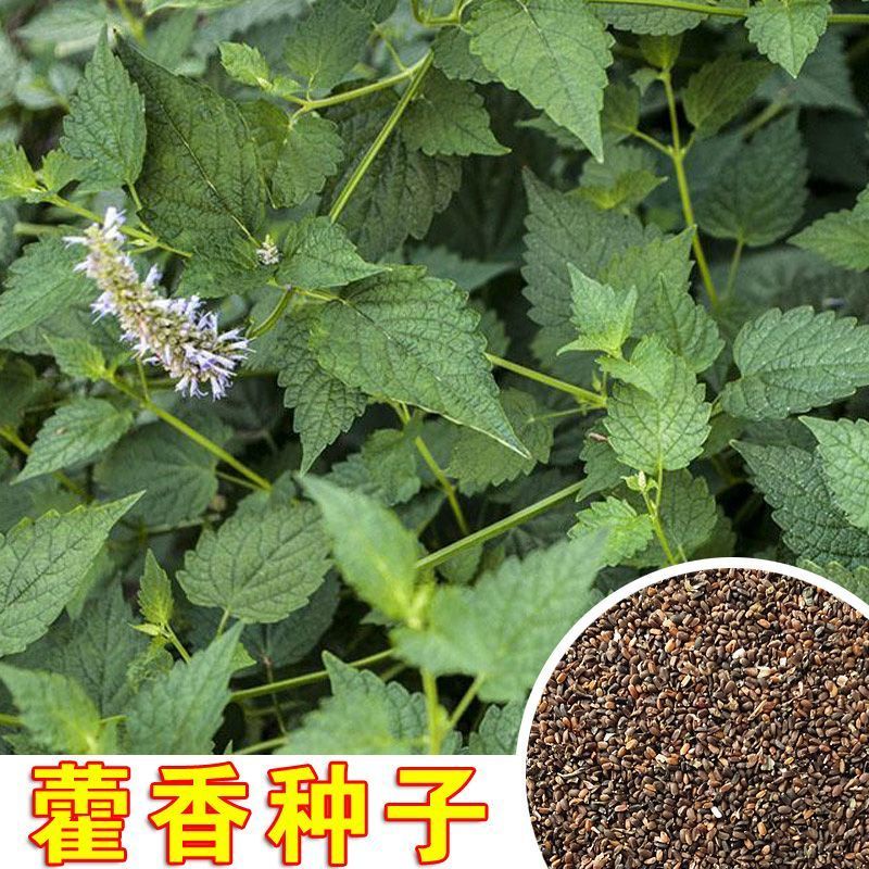 新鮮藿香種子食用藿香盆栽原土霍香苗五香葉魚香種子陽臺庭院蔬菜【四季園藝】 | 蝦皮購物