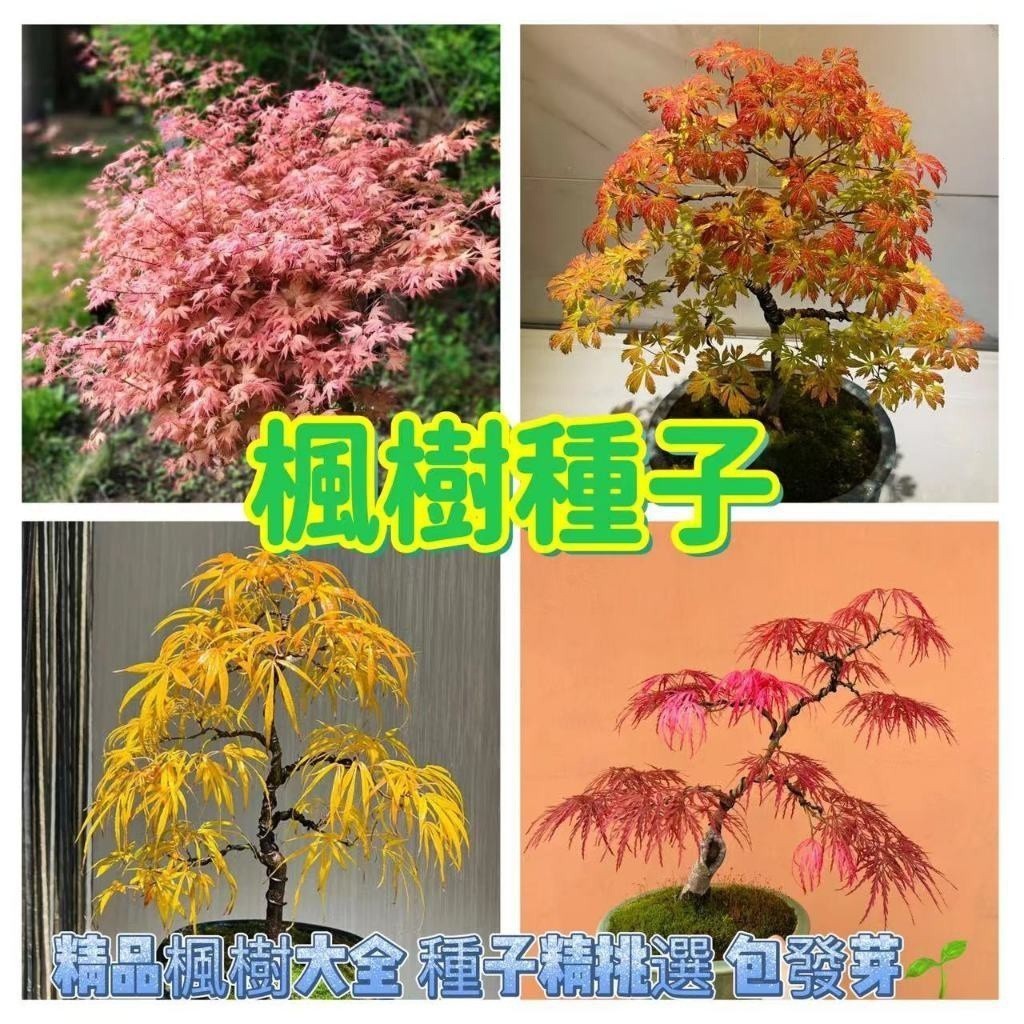 🌺【超多款楓樹種子】楓樹種子大全 金線楓樹 藍楓樹 紫衫楓樹 羽毛楓樹黃金楓樹種子 | 蝦皮購物