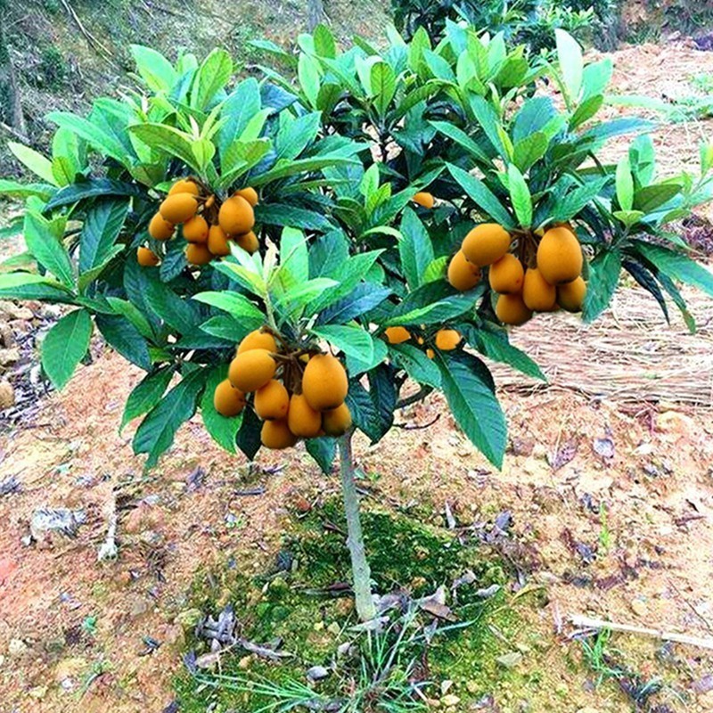嫁接枇杷種子大五星果種子地栽南北方種植盆栽大五星琵琶苗噹年結果水果種子【臺北花花園藝種子店】 | 蝦皮購物