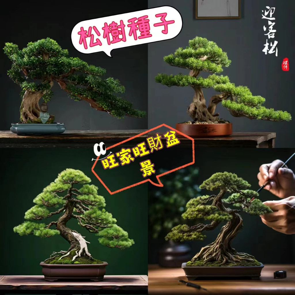 🍓：超低價 黑松 美國紅松樹種子五針松 那須五針松 發芽率高 | 蝦皮購物