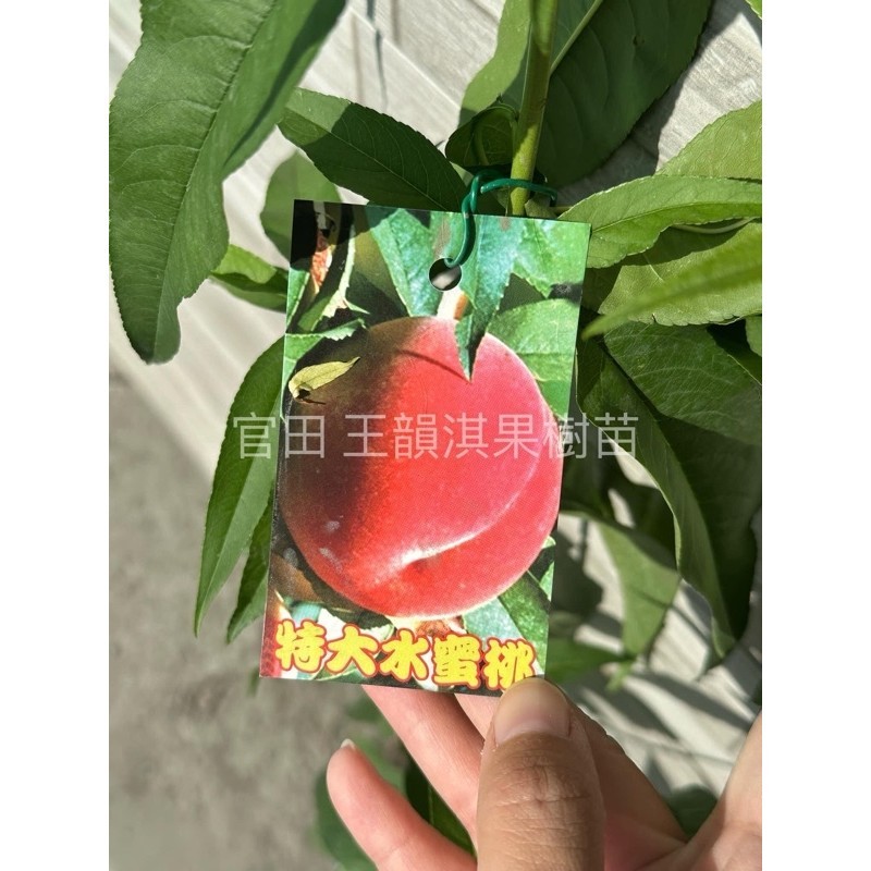 [種植趣]熱帶水蜜桃🍑 嫁接苗 紅玉 特大水蜜桃 蟠桃 甜桃 豐香 黃金蜜桃 牡丹 翠蜜 紅鈴 黃貴妃 台農7 果樹 苗 | 蝦皮購物
