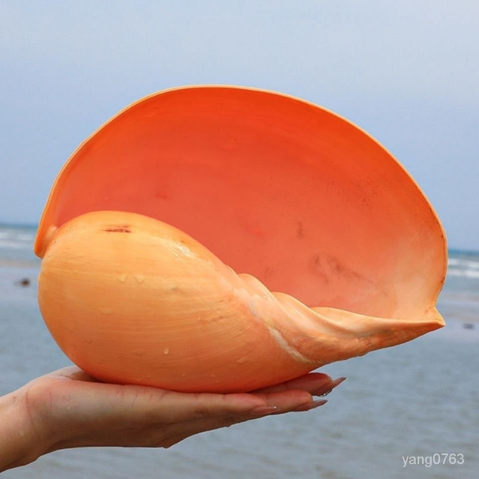 【熱銷】黃瓢螺天然超大海螺魚缸貝殻 天然貝殻 海螺 擺件 禮品 招財 裝飾 魚缸 貝殼 | 蝦皮購物
