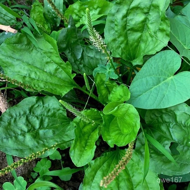 食用車前草種子平車前野菜四季播種中藥材車輪菜野生車前子籽【酷農種業】 | 蝦皮購物