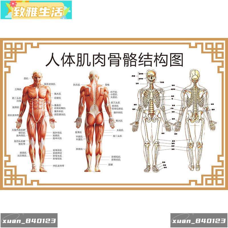 【致雅‍…生活】人體骨骼結構圖肌肉分佈示意圖脊柱肩頸器官解剖掛圖醫院宣傳海報 MLBA | 蝦皮購物