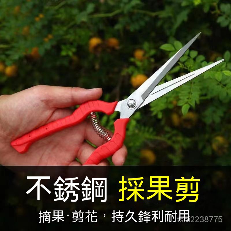 現貨 園藝蔬果花剪 採果鋏樹枝 園藝剪 剪樹剪 芽切剪 修枝剪 白鐵樹枝剪Yimei | 蝦皮購物