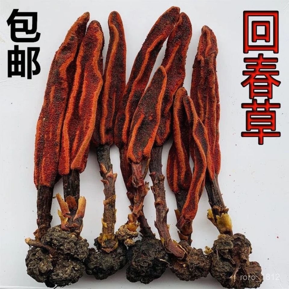 【野生迴春草】雲南迴春草整根迴春草不老草 | 蝦皮購物