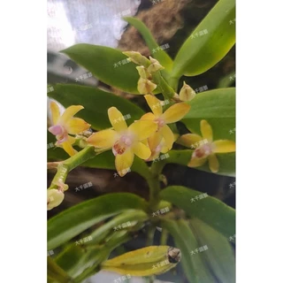 大千 花卉圖 大千花藝