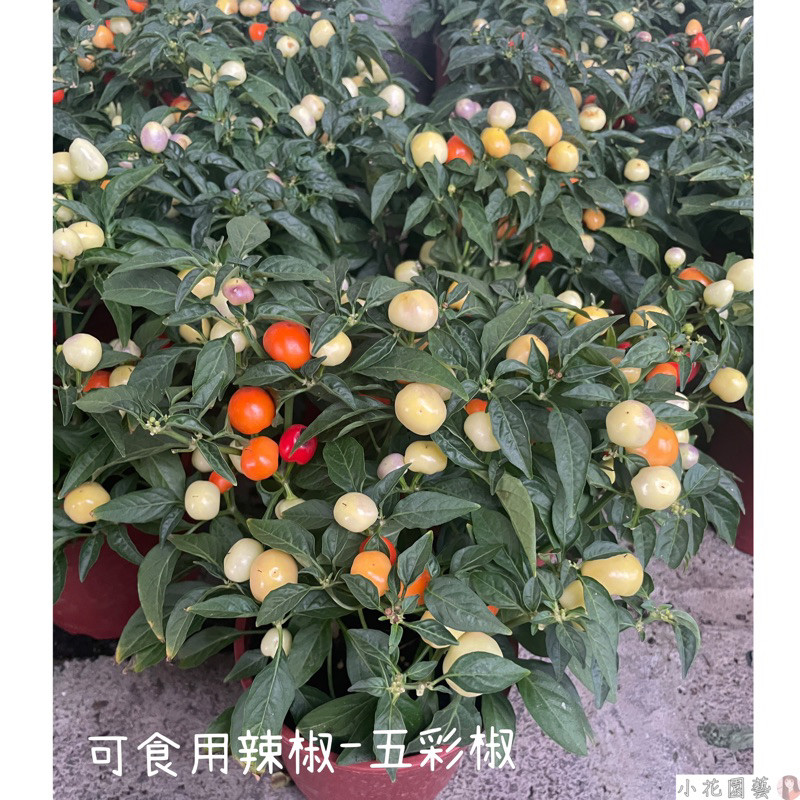 小花園藝 五彩椒 五彩辣椒 可食用 5吋盆 $130 | 蝦皮購物