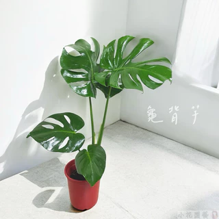 長方馬槽紫砂鉢 色絵釉水牡丹小葉勒竹盆 大盆栽 小