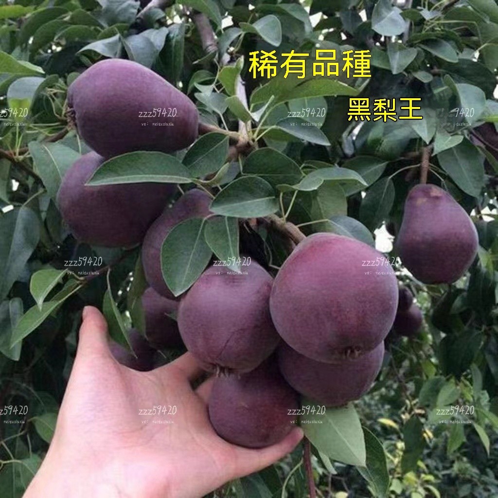 【種植當年結果爆滿】梨品種類多 正宗純甜 香 酥 超大 精品 香梨 樹種子可南北方盆栽地栽養肺水果 | 蝦皮購物