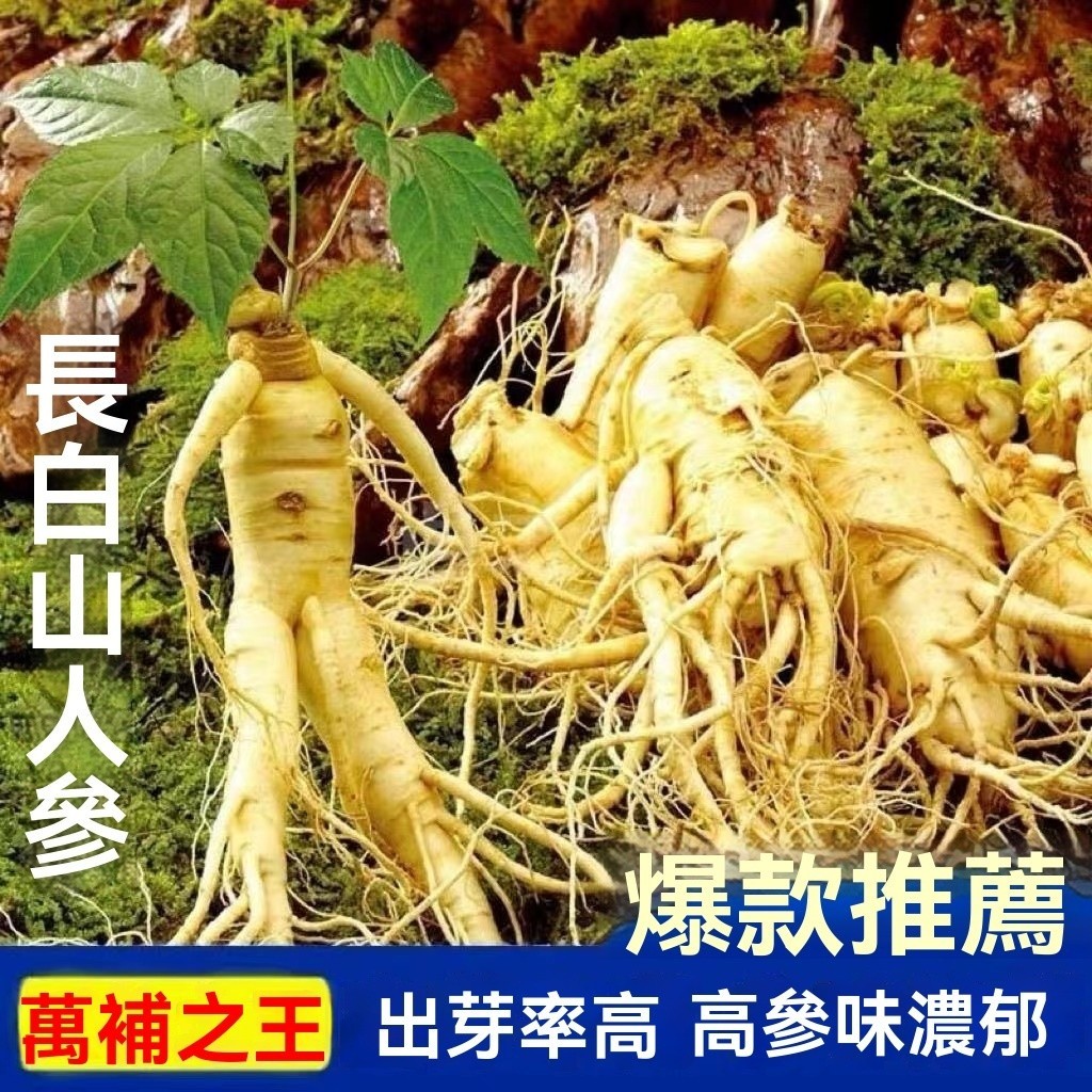 【人參種子】藥用植物 藥用種苗 黨參 人參 七大常用參種子 可盆栽地栽 好養護 名貴中藥材原材料植物種子 可盆栽地栽 | 蝦皮購物