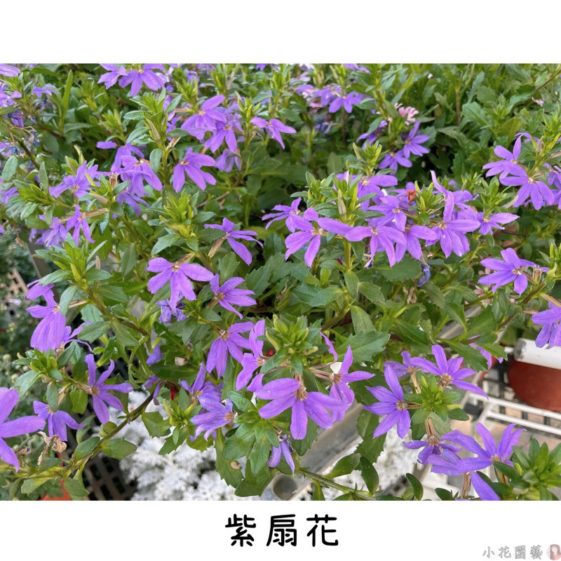 小花園藝 紫扇花 半邊花 藍扇花 5-6吋盆 $140 | 蝦皮購物