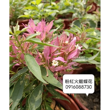 各種九重葛現剪枝條 粉紅火鋸蝶花