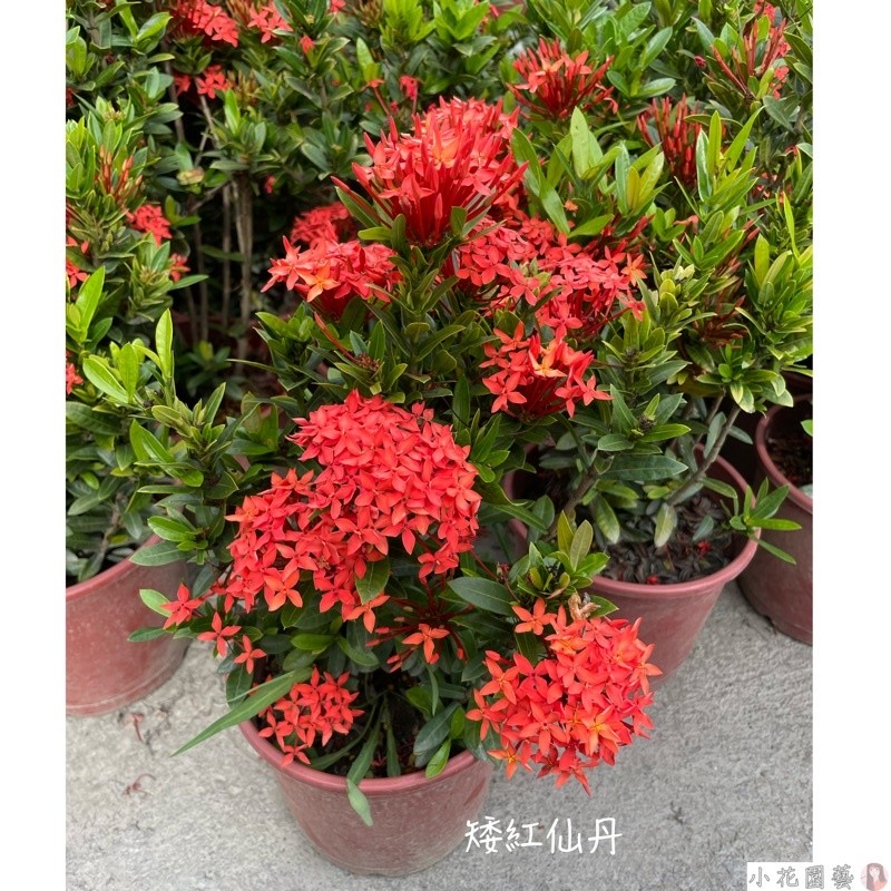 小花園藝 矮紅仙丹 紅仙丹 仙丹花 6吋盆 $139 | 蝦皮購物
