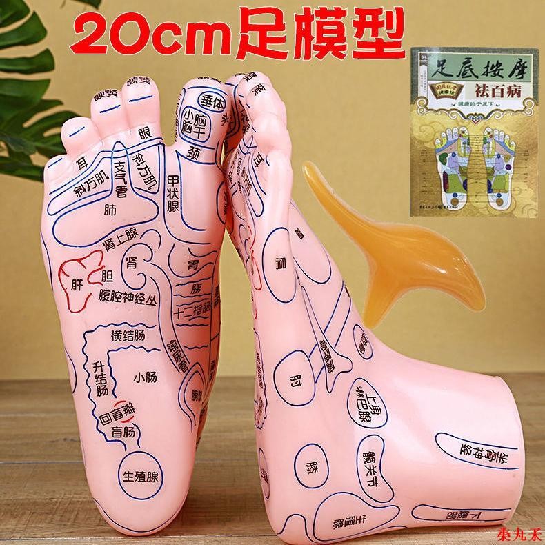 人体模型 脚部 68400-18616701.webp