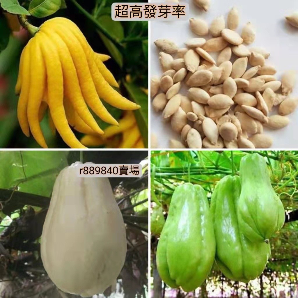 穩產高產 佛手瓜種子 千金瓜種子隼人瓜安南瓜壽瓜豐收瓜洋瓜 合手瓜 土耳瓜口感極佳 發芽率高達90% 四季種植 | 蝦皮購物