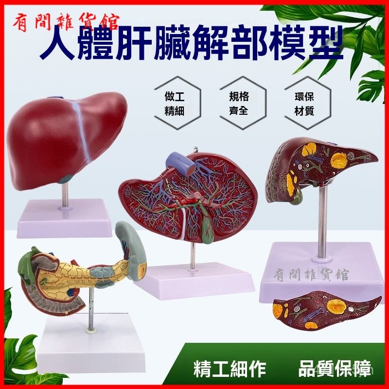 可開發票人體肝臟模型肝解剖模型肝膽胰脾十二指腸病變肝膽胰膽囊消化內臟 人體模型 器官模型 敎學人體模型 人體解剖模型 | 蝦皮購物