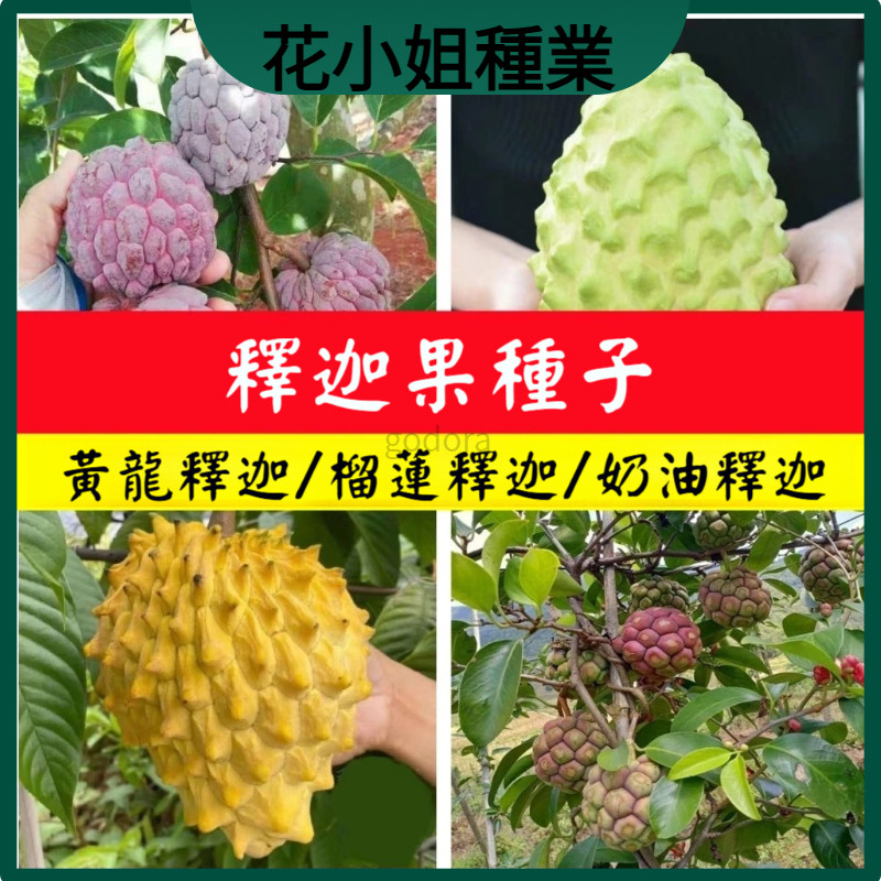 🔥【花小姐】🌿🌿【釋迦果種子】正宗台灣番荔枝種子 賴球果 佛頭果林檎種籽果樹種子 | 蝦皮購物