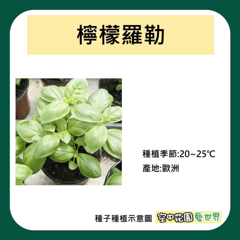 羅勒籽 高纖飽足30倍膨脹，富含Omega‑3，輕鬆控熱量｜蝦皮購物精選