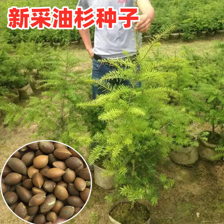 種子 新采油杉種子黃枝油杉云南油杉江南油杉林木樹種四季種植/種籽蔬菜 | 蝦皮購物