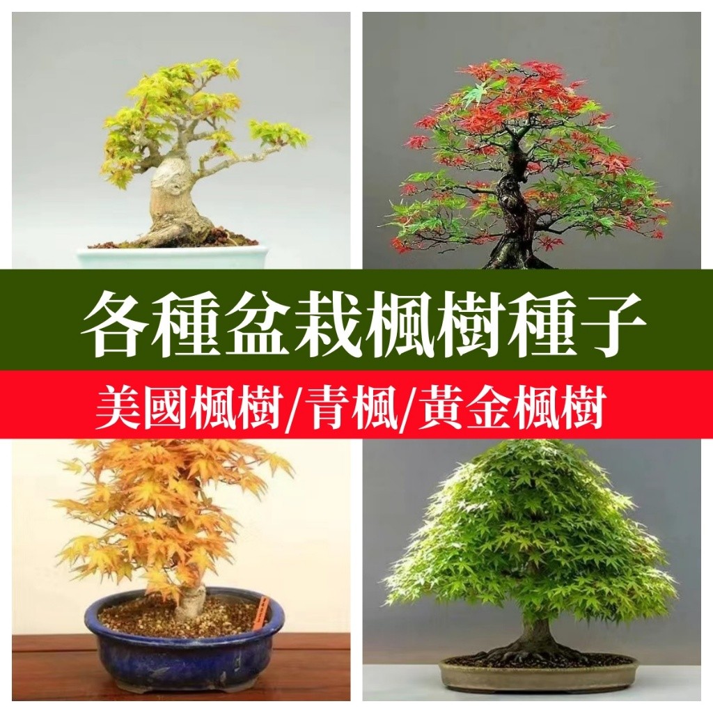 🍁各種盆栽楓樹種子 風景樹矮化楓葉種子招財樹中華紅楓日本楓地栽盆栽 客廳庭院陽台 耐寒觀葉種子 新手好養 | 蝦皮購物