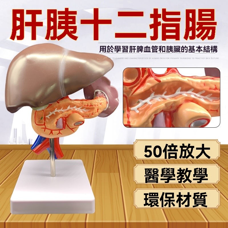 肝胰十二指腸模型肝臟模型膽囊模胰腺模型消化係統病理胰脾肝膽 | 蝦皮購物