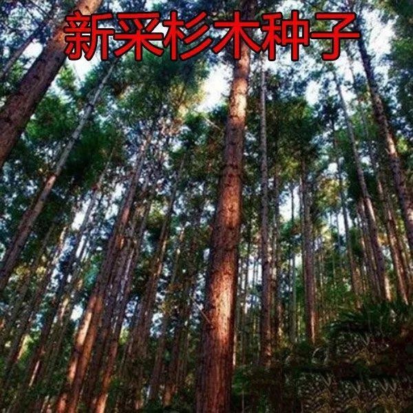 種子 新釆杉木種子冷杉柳杉種子落羽杉種子刺杉杉樹種子綠化苗木種子/種籽蔬菜 | 蝦皮購物