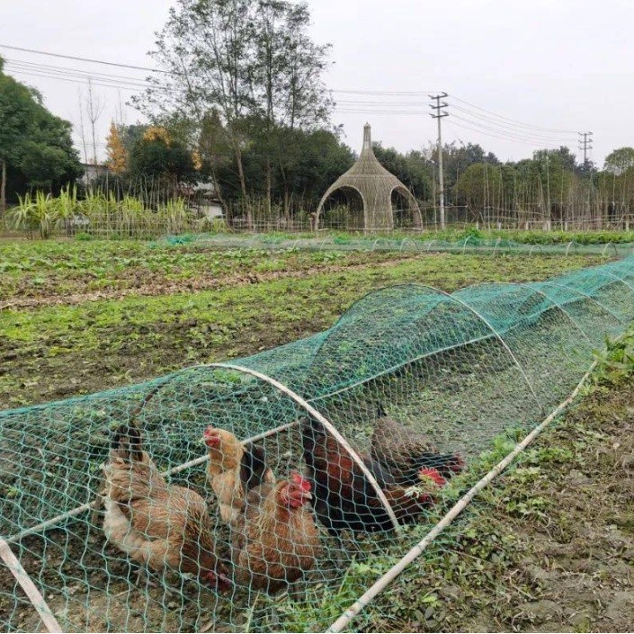 2*50m Poultry Net Ranging Net Chicken Net for Chicken Coops | 蝦皮購物