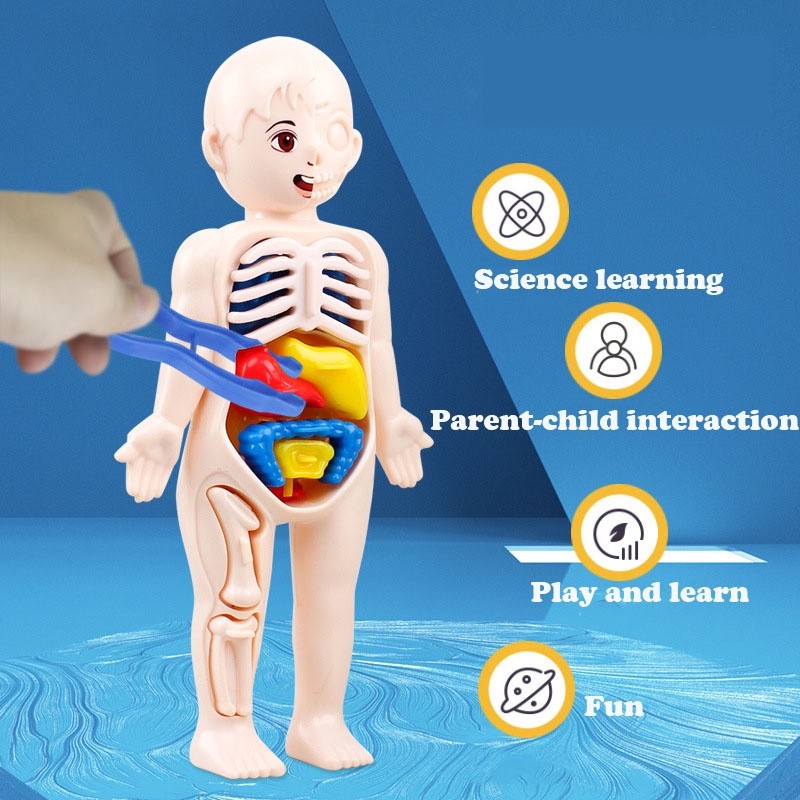 Kid Montessori 3D Puzzle Human Body Anatomy Model Educationa | 蝦皮購物