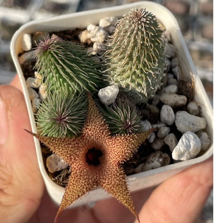 🌵✧植得栽✦【阿修羅】多肉/景天/蘿摩/仙人掌/蘿藦科/Huernia