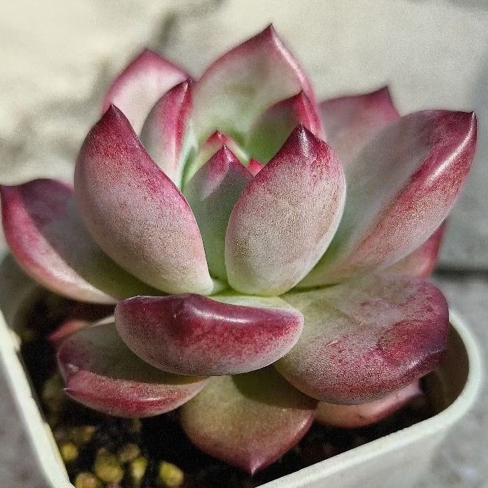 🌵✧植得栽✦【夜魔俠】景天科/韓國多肉/多肉植物/多肉/韓國進口多肉