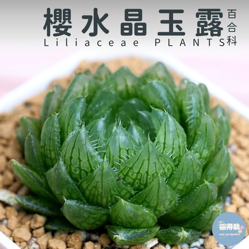 Top【選抜株】多肉植物 19937樱水晶玉露锦 10個 鉢無し/脱土 【公式通販】