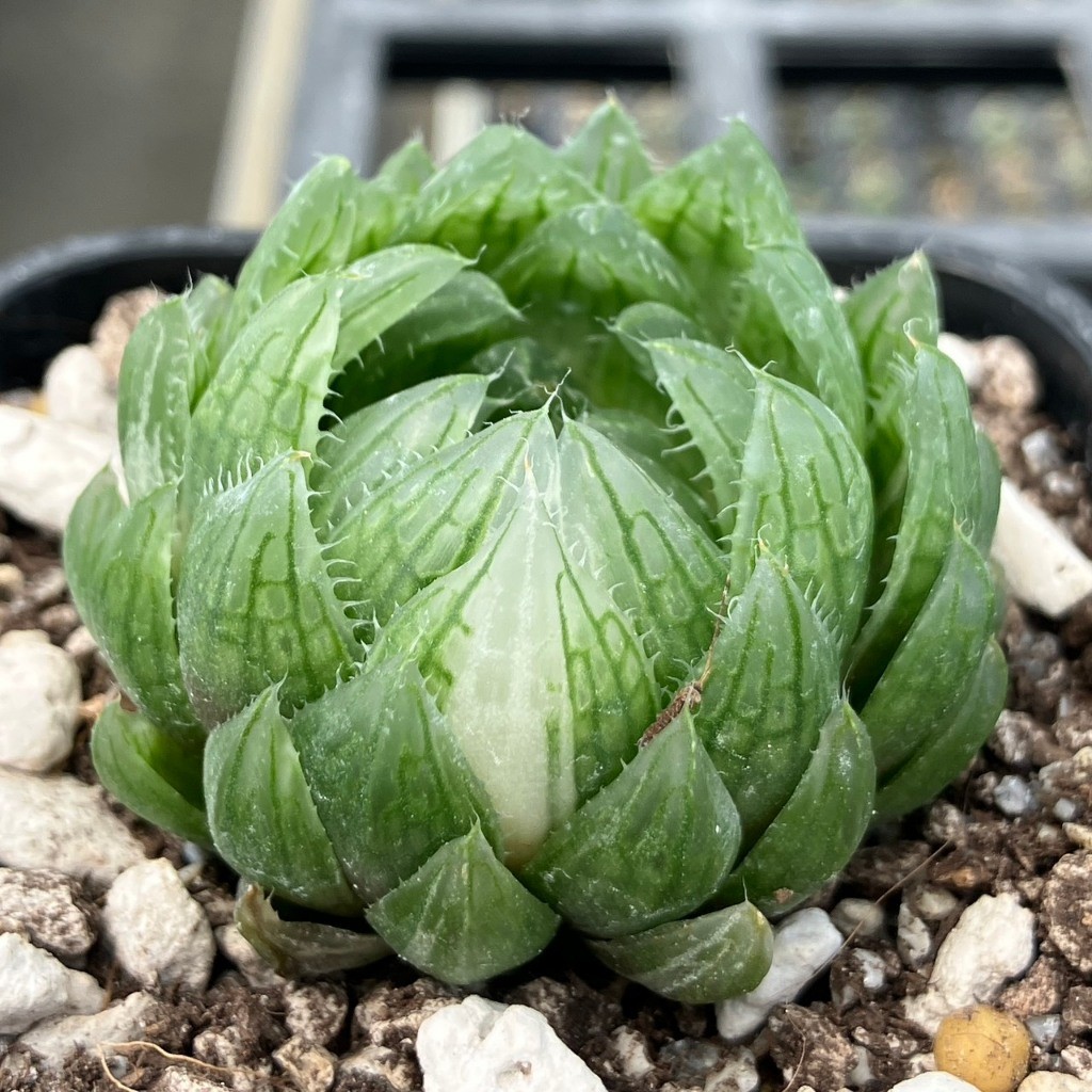 🌵✧植得栽✦【櫻水晶玉露】百合科/玉露/阿福花科/十二卷/多肉植物