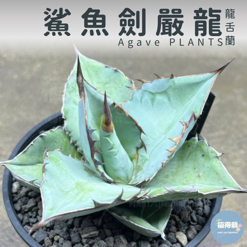 🌵✧植得栽✦【鯊魚劍嚴龍】Agave titanota 'shark' 鯊魚龍舌蘭Agave