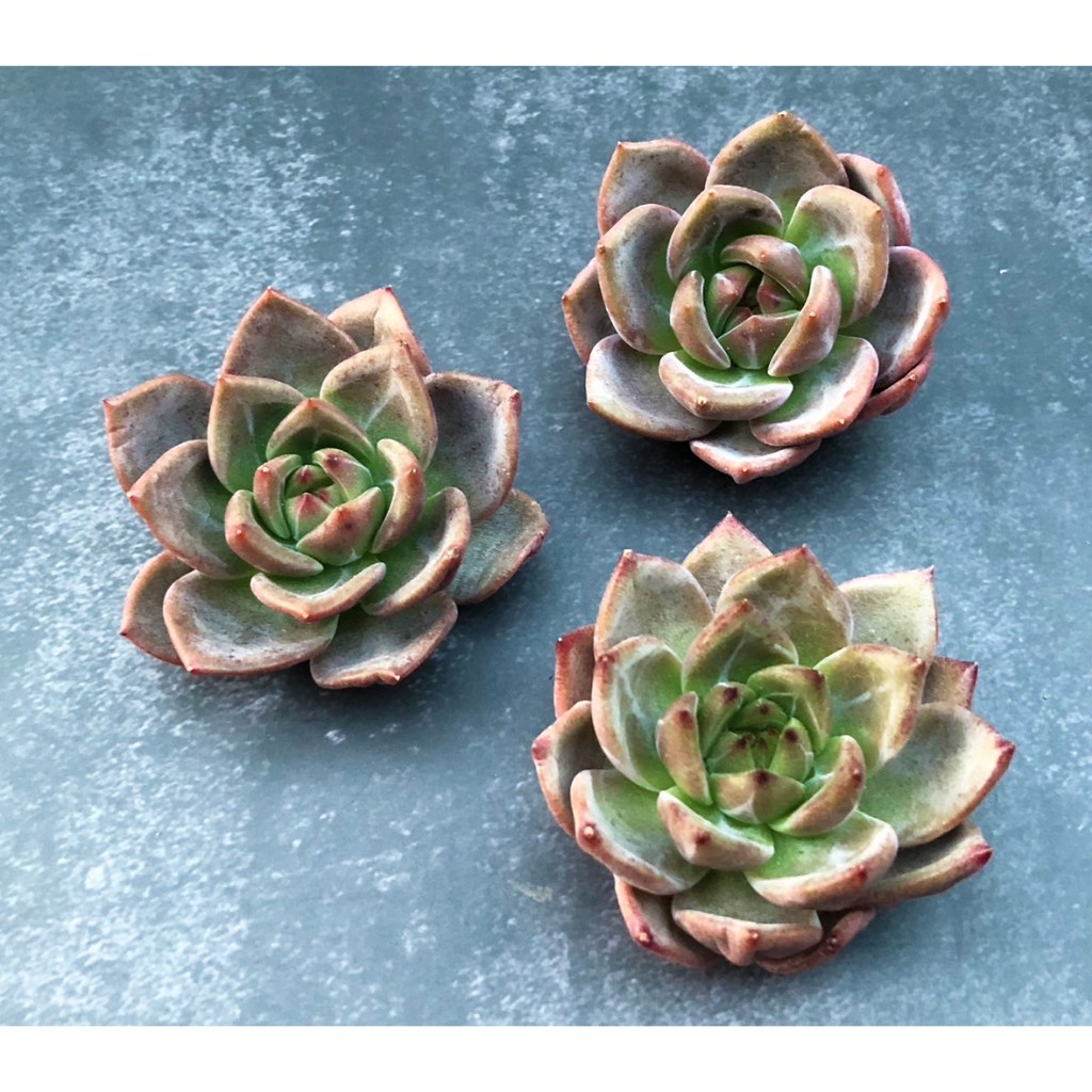 🌵✧植得栽✦【夜魔俠】景天科/韓國多肉/多肉植物/多肉/韓國進口多肉