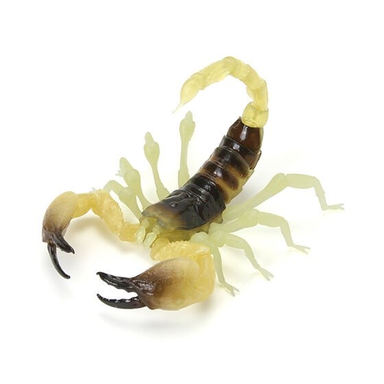 現貨』生物大圖鑑-蠍子篇扭蛋轉蛋【蛋樂寶】 | 蝦皮購物