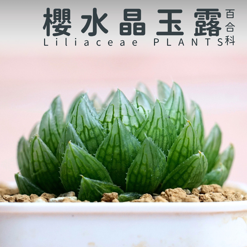 🌵✧植得栽✦【櫻水晶玉露】百合科/玉露/阿福花科/十二卷/多肉植物