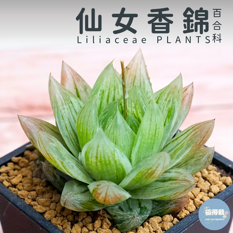 🌵✧植得栽✦【仙女香錦】百合科/玉露/阿福花科/十二卷/多肉植物/玉露