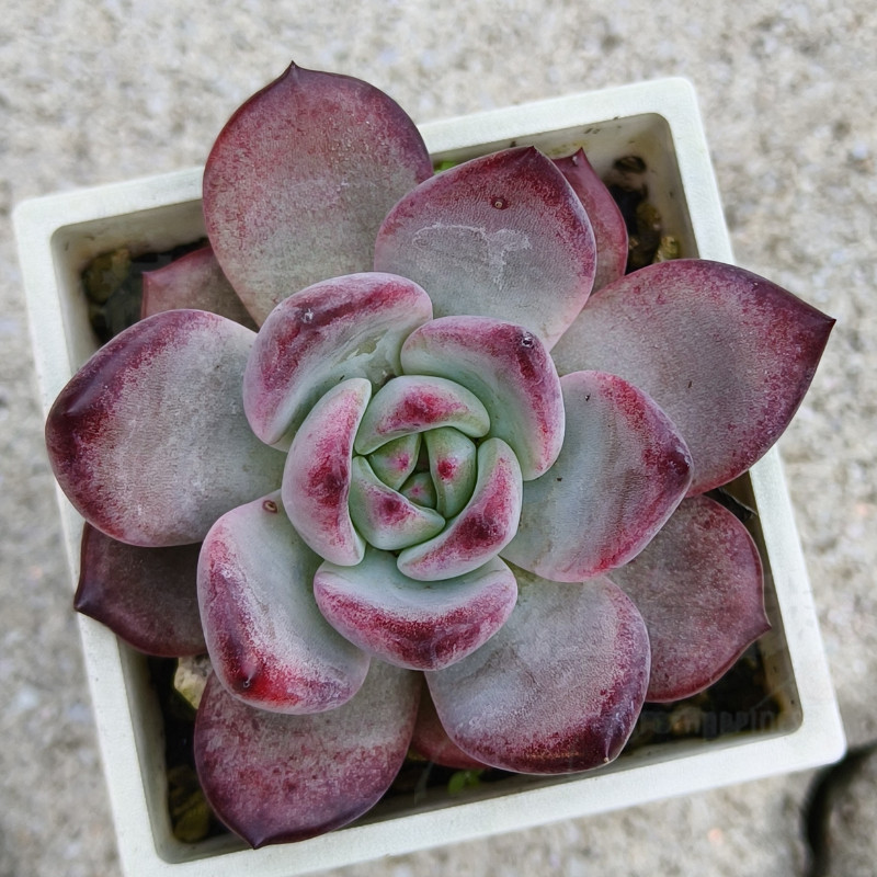 🌵✧植得栽✦【夜魔俠】景天科/韓國多肉/多肉植物/多肉/韓國進口多肉