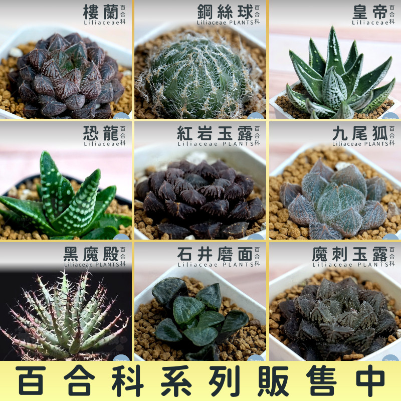🌵✧植得栽✦【櫻水晶玉露】百合科/玉露/阿福花科/十二卷/多肉植物