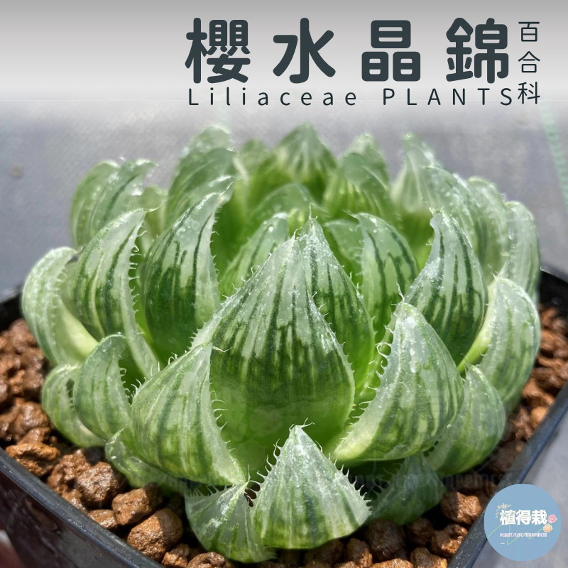 🌵✧植得栽✦ 【櫻水晶錦】百合科/玉露/阿福花科/十二卷/多肉植物/玉露