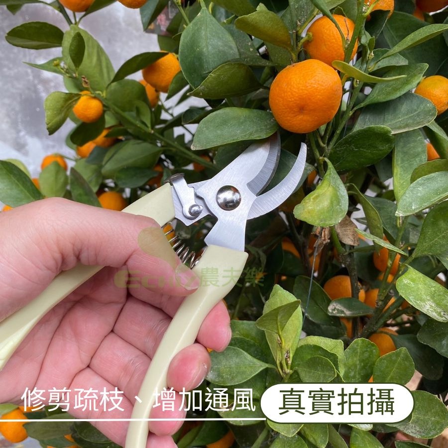 園藝剪刀【當天發貨】剪刀 高枝剪 果樹剪 花枝剪刀 粗枝剪刀 樹枝剪 修枝剪 花剪 農夫樂 | 蝦皮購物