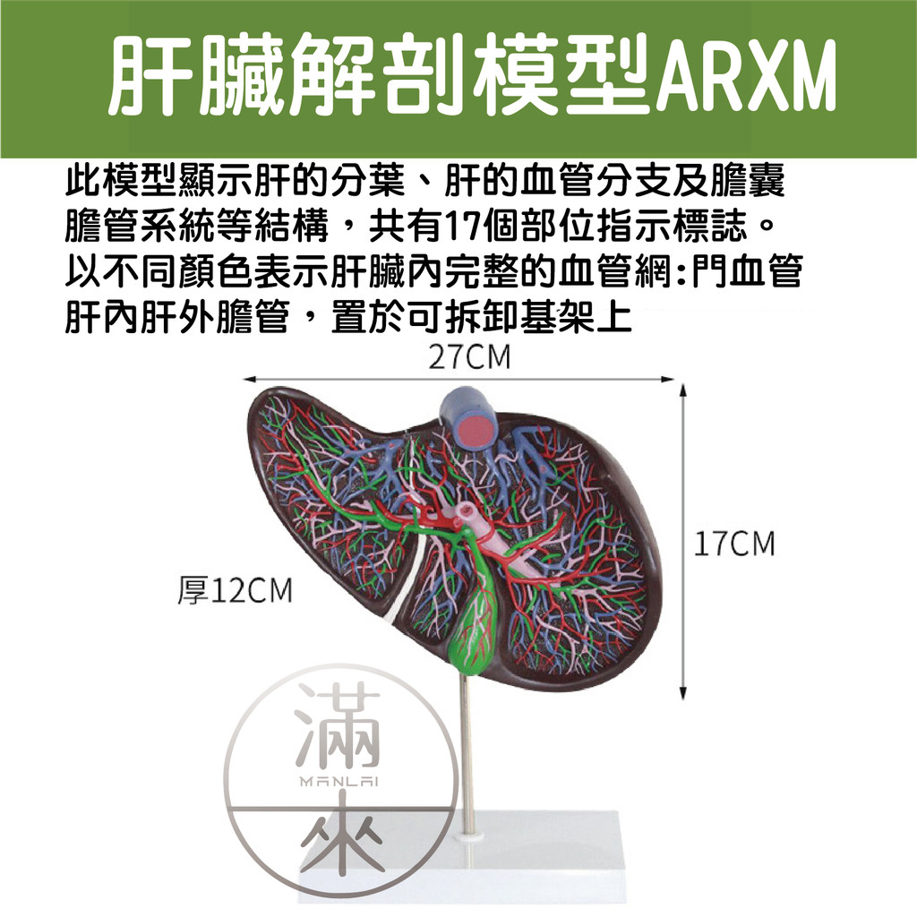 可開發票 肝臟模型 肝臟解剖模型 肝膽胰脾十二指腸模型 病變肝膽胰模型 脂肪肝 肝梗化 肝臟病理模型 客滿來ARXL | 蝦皮購物