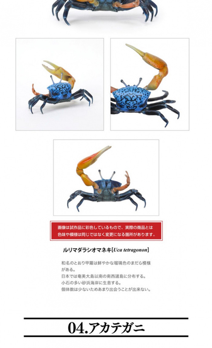 生物大圖鑑 扭蛋 甲殻類動物01 蟹類琵琶蝦招潮蟹模型 08R5 | 蝦皮購物