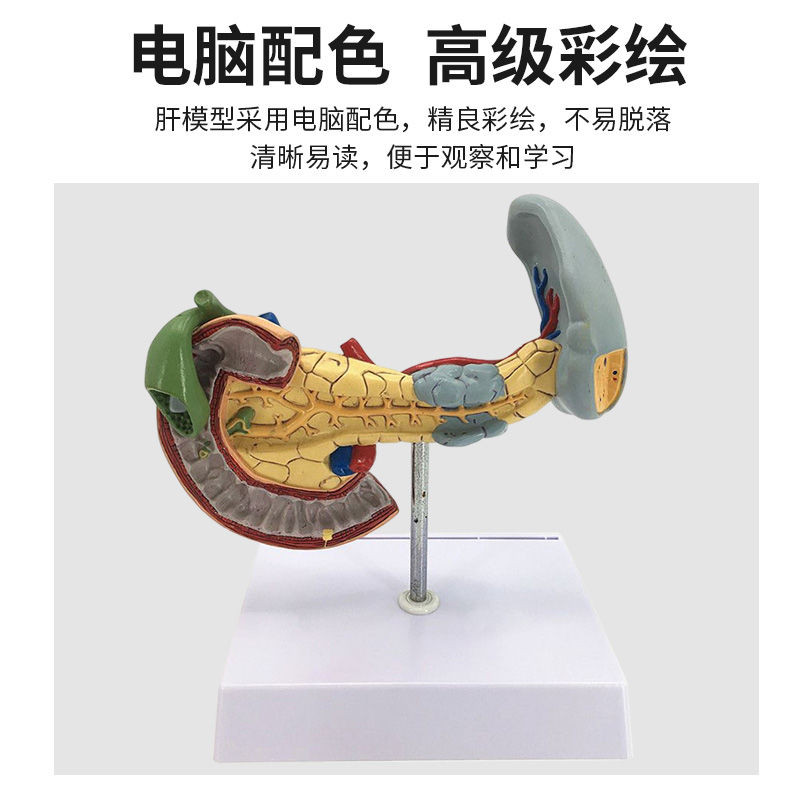 可開發票人體肝臟模型肝解剖模型肝膽胰脾十二指腸病變肝膽胰膽囊消化內臟 人體模型 器官模型 敎學人體模型 人體解剖模型 | 蝦皮購物