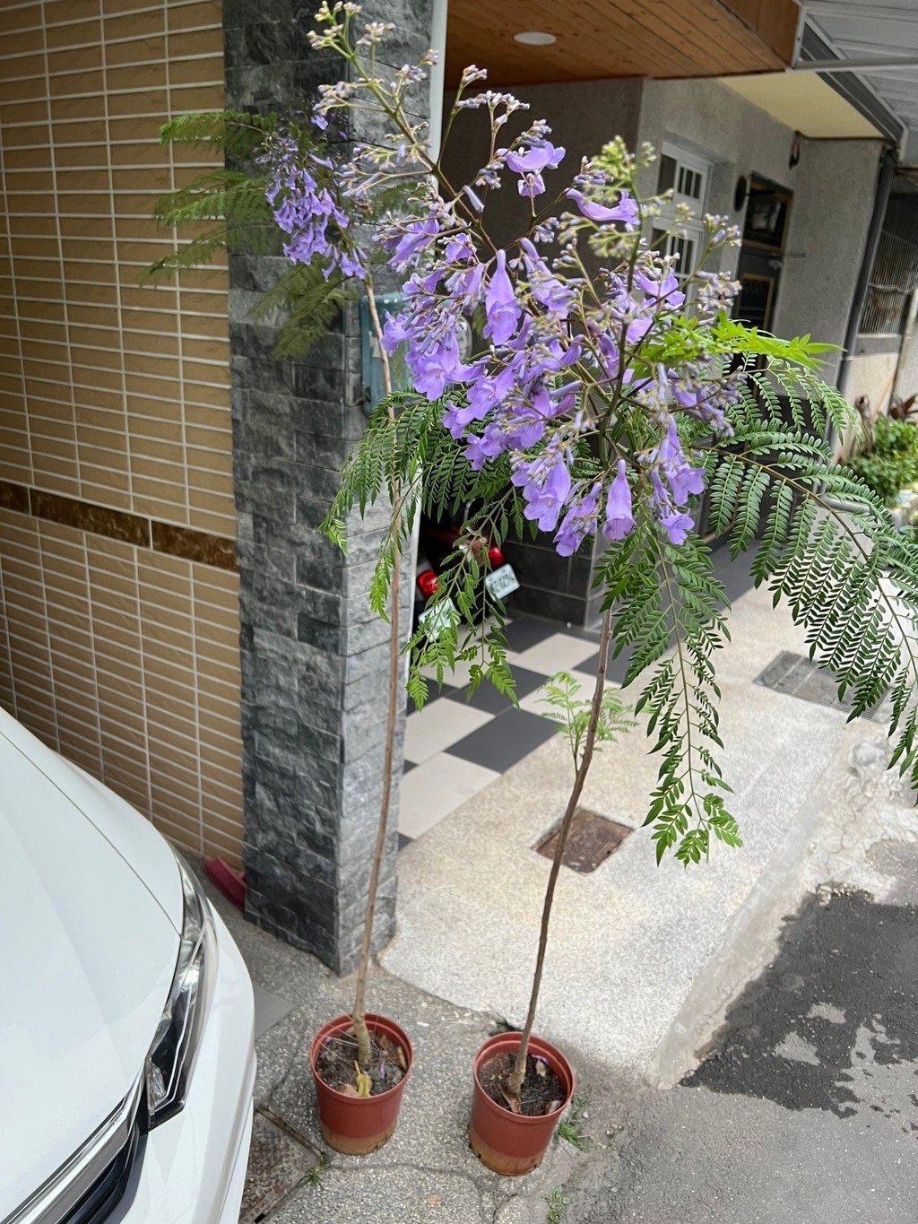 藍花楹🚹盆栽🚹春天開花時，串串紫藍，花朵密集， 紫藍色非常漂亮acutifolia品種 藍花楹盆栽 藍花楹苗 藍花楹樹 | 蝦皮購物